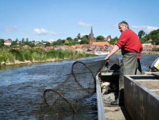 Echte Handarbeit mit Netzen, die schon sein Vater ausgeworfen hat. Eckhard Panz ist einer der letzten Berufsfischer auf der Elbe.